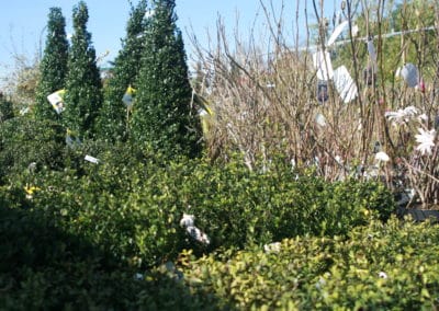 Arbuste Jardinerie Perigny Garden